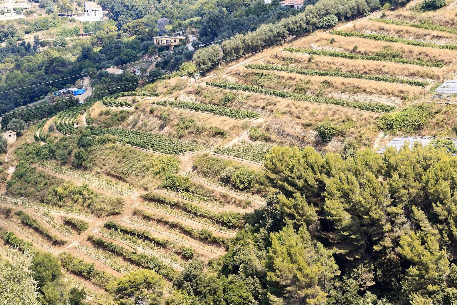 Vignoble de Saint-Jean de Bellet. Photo Magnetto