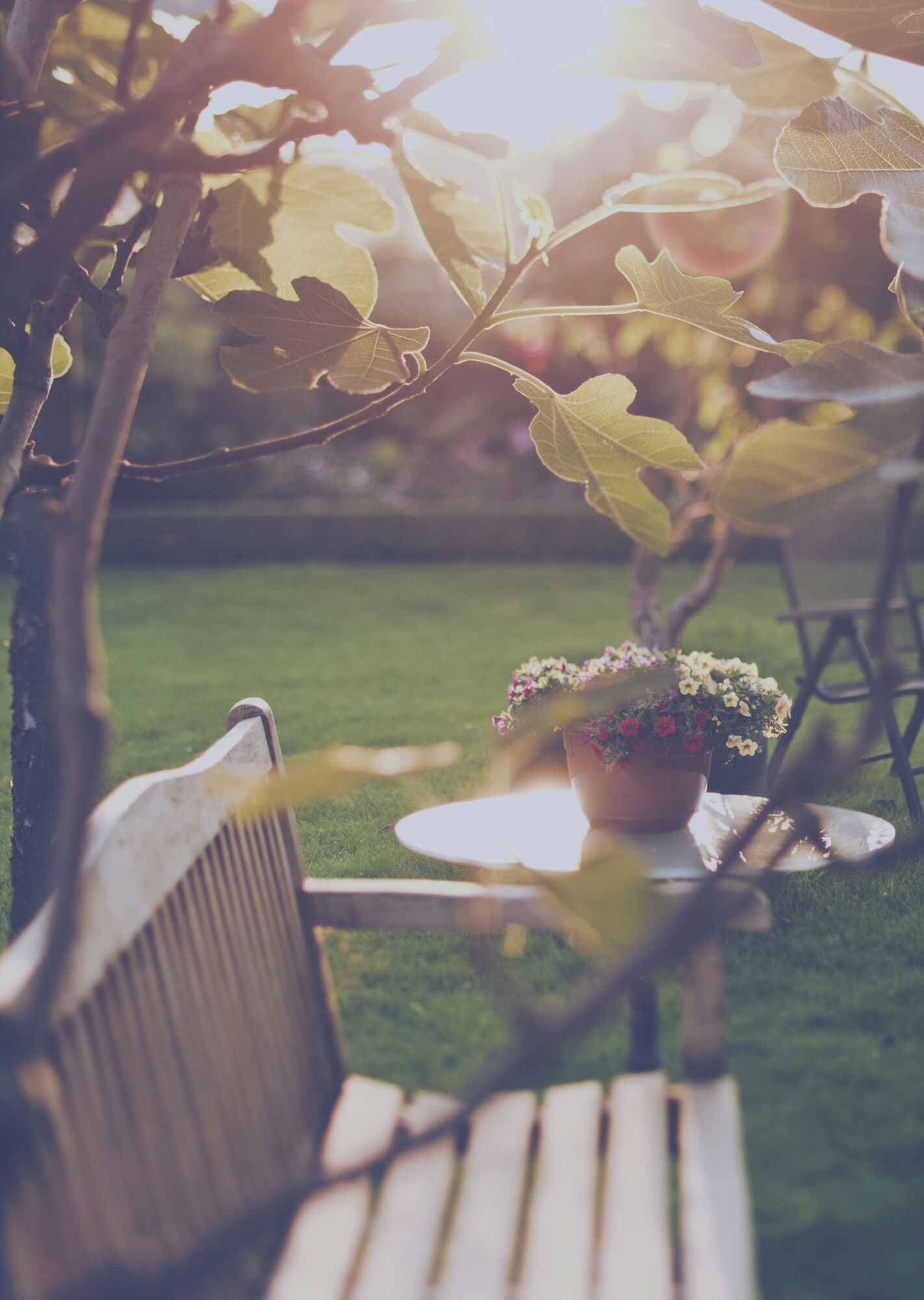 Le jardin